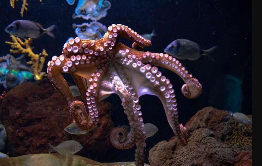 6 fascinating animals that die after giving birth to their offspring