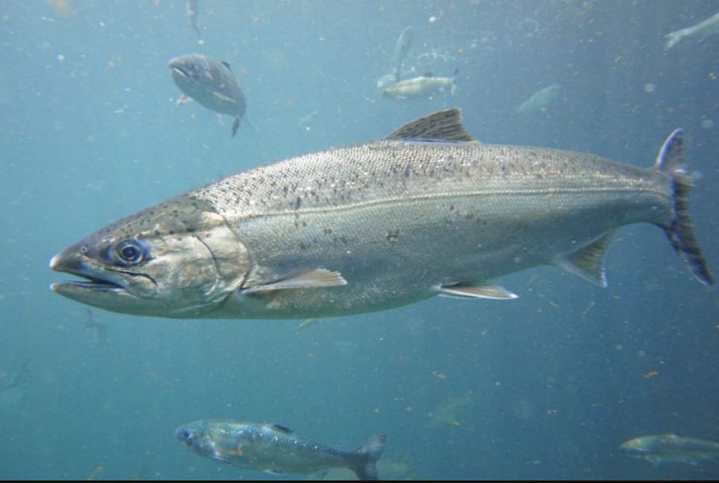 6 fascinating animals that die after giving birth to their offspring