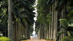 Aburi botanical gardens