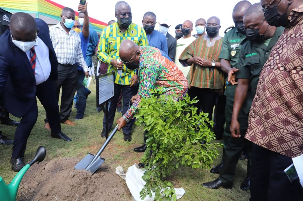 5 important reasons you must start planting trees today