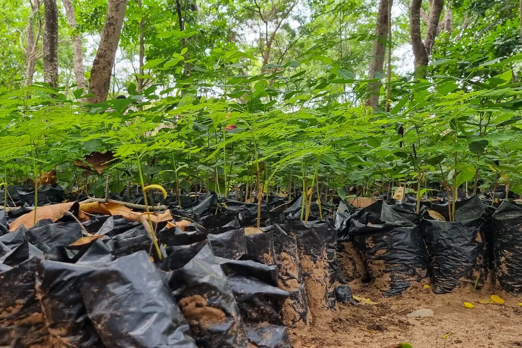 5 important reasons you must start planting trees today
