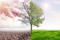 5 important reasons you must start planting trees today