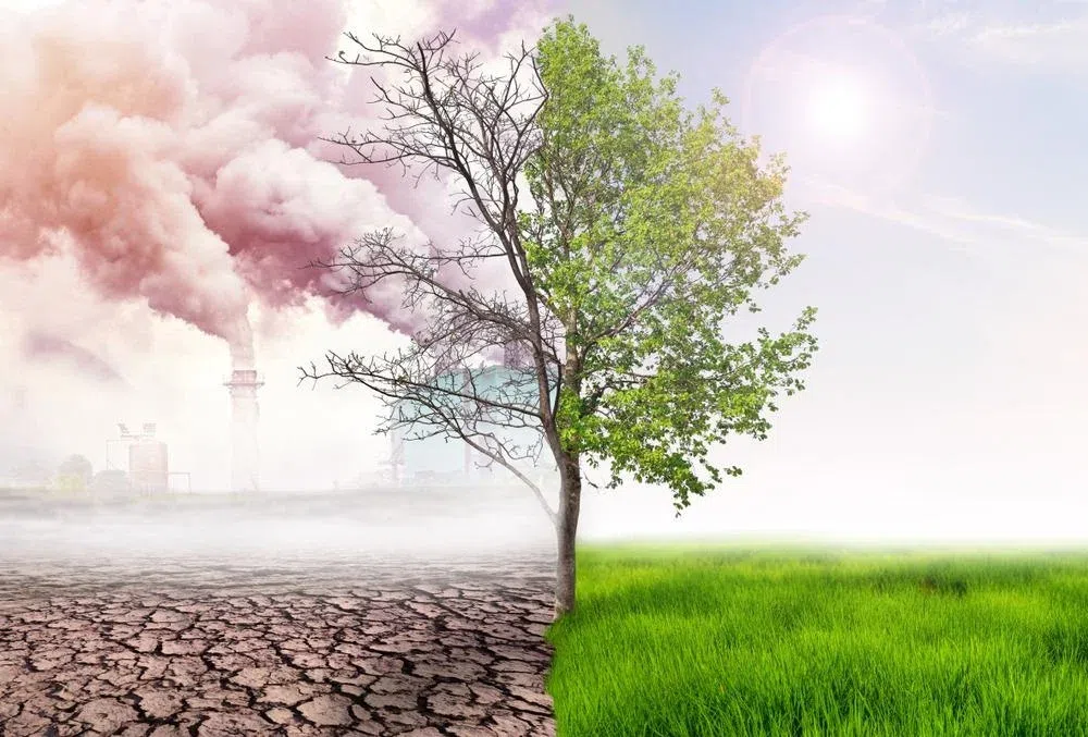 5 important reasons you must start planting trees today
