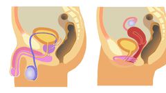 Did you know that you can survive without some of your human organs?