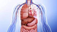 Human organs