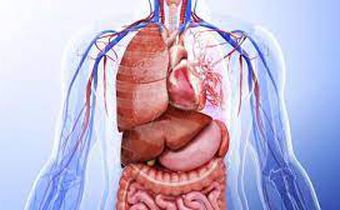 Human organs