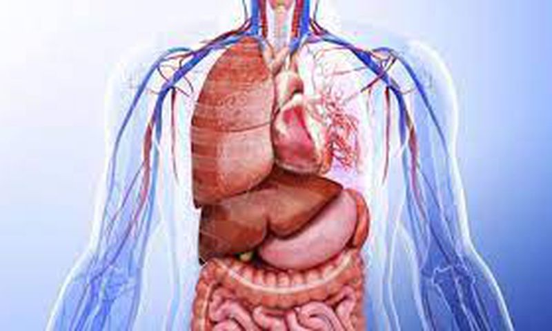 Human organs