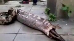 Snake Vomiting Out A Live Eaten Goat