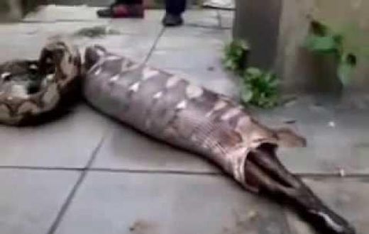 Snake Vomiting Out A Live Eaten Goat