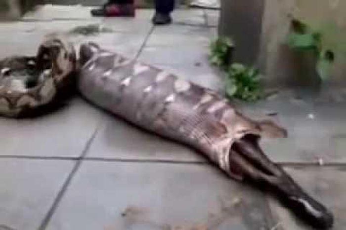 Snake Vomiting Out A Live Eaten Goat