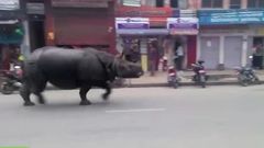 ___3618836___https:______static.pulse.com.gh___webservice___escenic___binary___3618836___2015___3___31___18___rhino_759