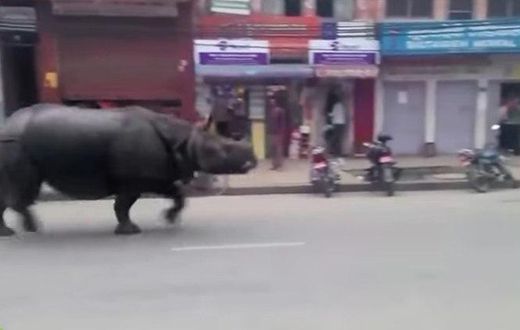 ___3618836___https:______static.pulse.com.gh___webservice___escenic___binary___3618836___2015___3___31___18___rhino_759
