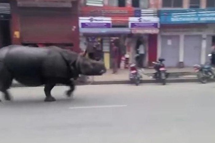 ___3618836___https:______static.pulse.com.gh___webservice___escenic___binary___3618836___2015___3___31___18___rhino_759