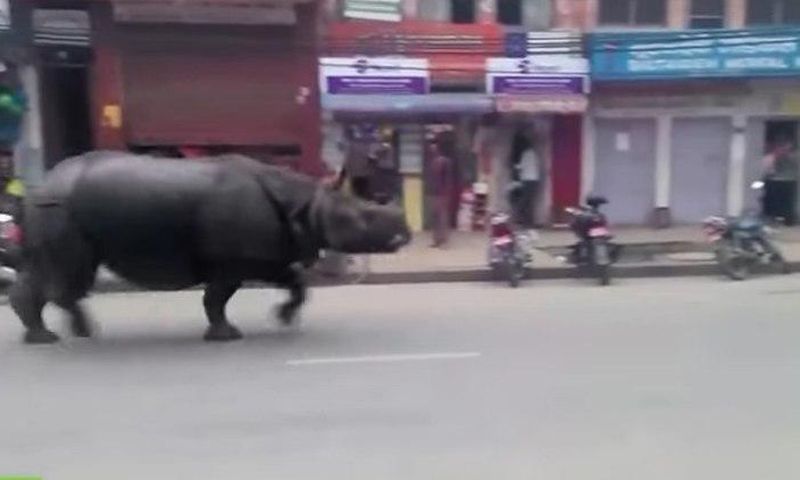 ___3618836___https:______static.pulse.com.gh___webservice___escenic___binary___3618836___2015___3___31___18___rhino_759
