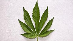 Marijuana leaf