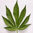 Marijuana leaf