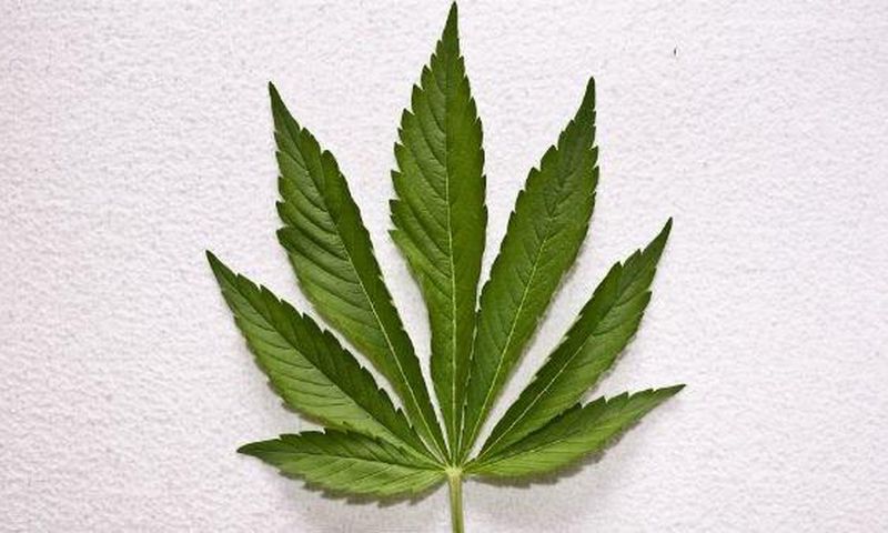 Marijuana leaf