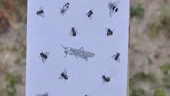 The snipers are to shoot at the flies hidden among the bees and grasshoppers from 100 metres out