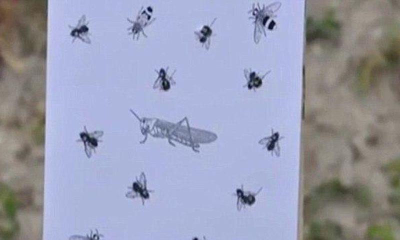The snipers are to shoot at the flies hidden among the bees and grasshoppers from 100 metres out