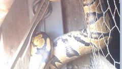 Pythons are welcomed visitors in a town in Anambra State