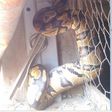 Pythons are welcomed visitors in a town in Anambra State