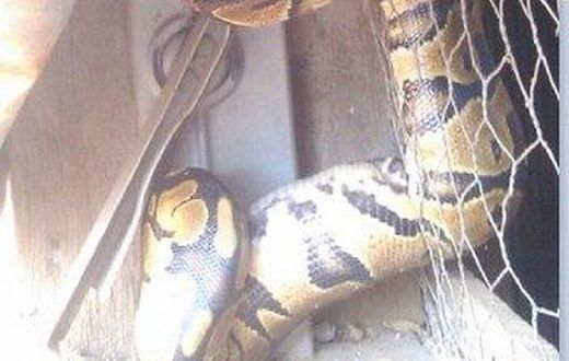 Pythons are welcomed visitors in a town in Anambra State
