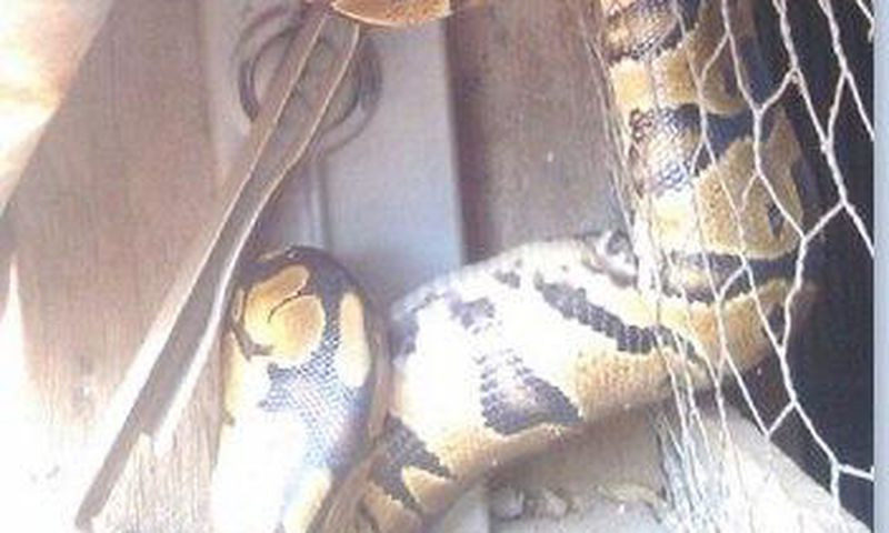 Pythons are welcomed visitors in a town in Anambra State