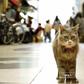 Your maps may not be calibrated well enough for your cat. That's why you need this ingenious solution