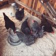 Lady Gaga posts her chickens on Instagram