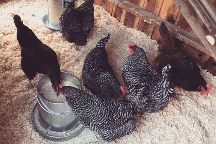 Lady Gaga posts her chickens on Instagram
