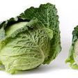 A head of Cabbage