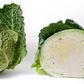 A head of Cabbage