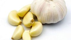 Garlic