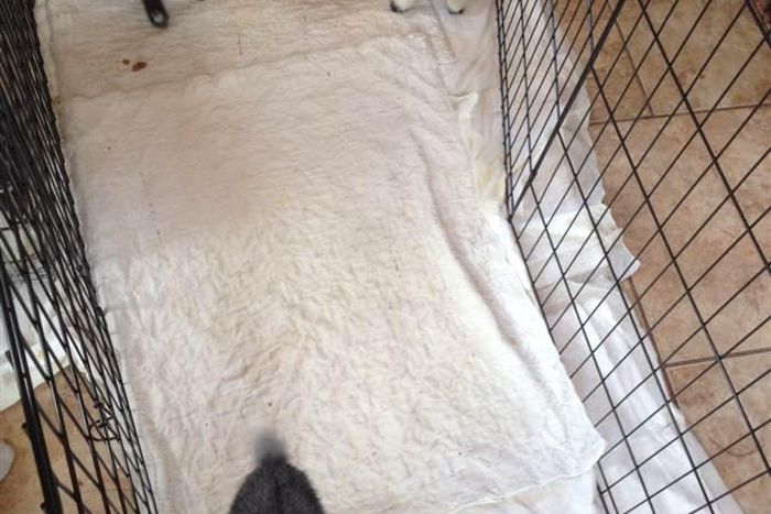 Four of these goat were stolen