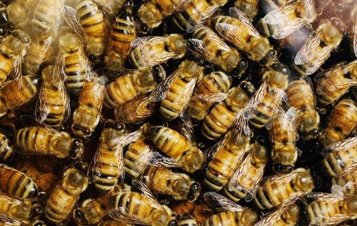 ___3690467___https:______static.pulse.com.gh___webservice___escenic___binary___3690467___2015___4___23___10___bees_b