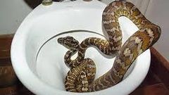 Australians no longer safe as thirsty snakes sneak into toilets