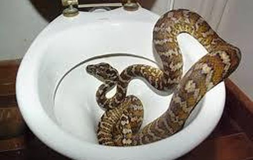 Australians no longer safe as thirsty snakes sneak into toilets