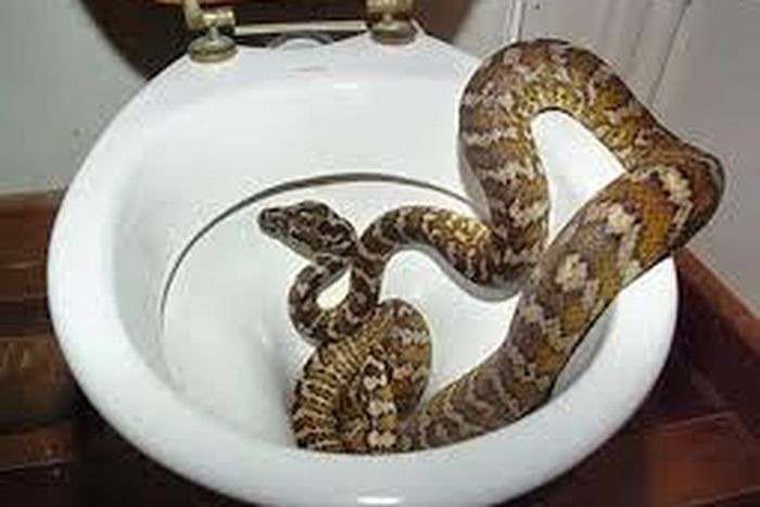 Australians no longer safe as thirsty snakes sneak into toilets