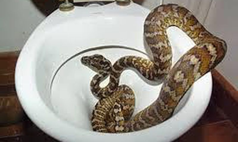 Australians no longer safe as thirsty snakes sneak into toilets