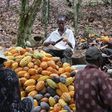 Farmers break cocoa pods in Ghana's eastern cocoa town of Akim Akooko September 6, 2012. REUTERS/Kwasi Kpodo