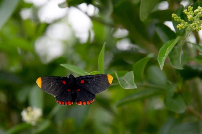 More than 200 species of butterfly have been spotted at the National Butterfly Center in Mission, Texas -- a possible victim of President Donald Trump's border wall project