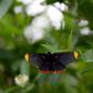 More than 200 species of butterfly have been spotted at the National Butterfly Center in Mission, Texas -- a possible victim of President Donald Trump's border wall project