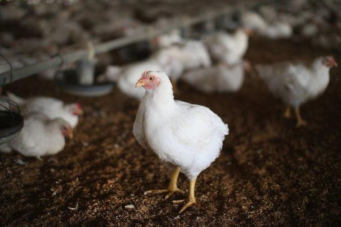 ___3931814___https:______static.pulse.com.gh___webservice___escenic___binary___3931814___2015___7___2___16___28BIRDFLU-master675