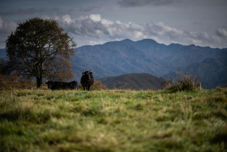 In a lush field in the heart of the Japanese mountains, a herd of glossy black cows roam happily -- prime examples of the area's Hida brand of wagyu beef