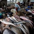 A fish market in Nigeria
