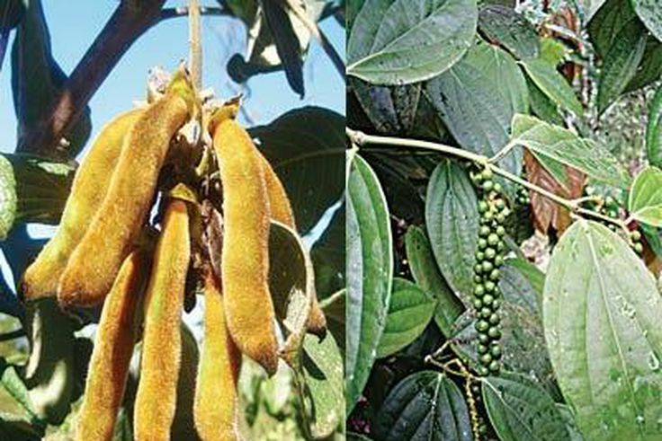 ___3887021___https:______static.pulse.com.gh___webservice___escenic___binary___3887021___2015___6___19___16___Cancer-plants1