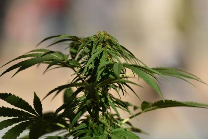 While Cannabis is the most widely used drug in Nigeria, the report also reported the widespread abuse of prescription drugs such as tramadol and cough syrups