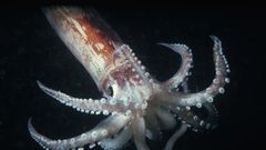 Squid