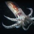 Squid