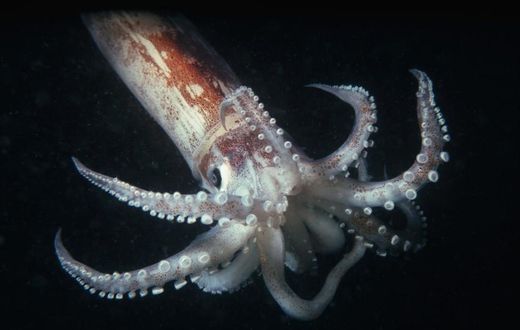 Squid